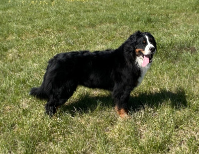 Étalon Bouvier Bernois - CH. UNGIE Du clos des cookies
