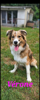 Étalon Border Collie - Vérone De L'Aisance Des Bois