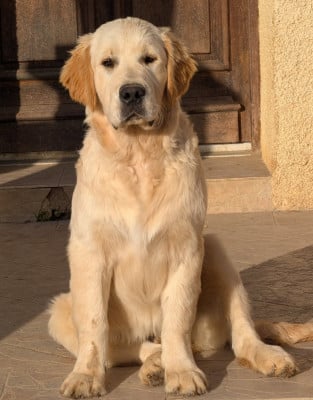 Étalon Golden Retriever - Amazing Number Two Koda Des Puppys Goldens Love