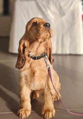 Étalon Cocker Spaniel Anglais - Abyss des geants du bocage