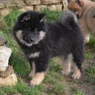 Étalon Eurasier - Andjhi Des Loups De Niflheim
