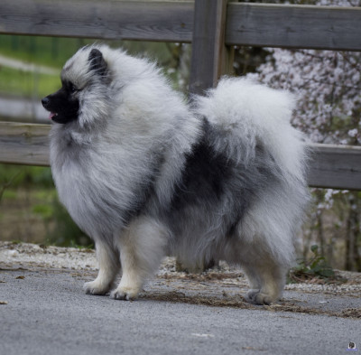 Étalon Spitz allemand - ULTIMATE WAKANDA Of Antartic Angels