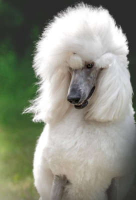 Étalon Caniche - CH. Atomowa Hades