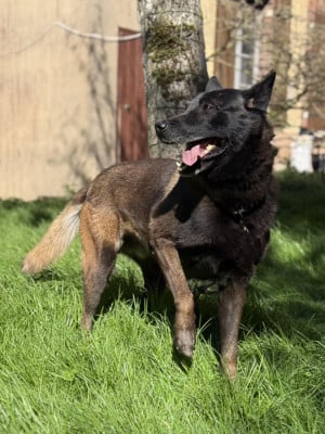 Étalon Berger Belge - ploom de la forêt de l'éspérance De La Forêt De L'espérance