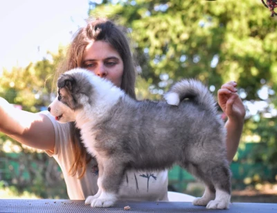 Étalon Laika de iakoutie - Polar Souls Alohomora Mohican