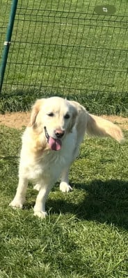 Étalon Golden Retriever - Selma canin des mirabelles
