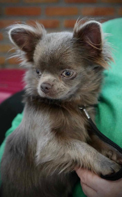 Étalon Chihuahua - Xclusive Jewel Of Wizards World