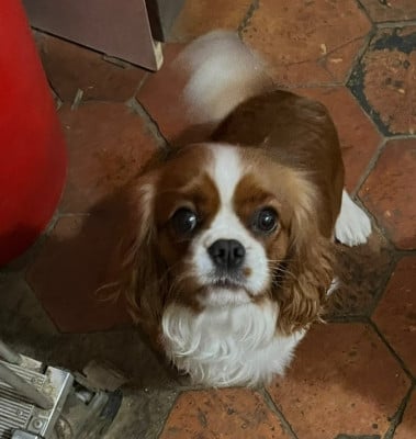 Étalon Cavalier King Charles Spaniel - Sarah bel de Castelburry