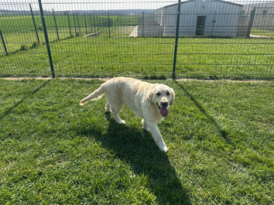 Étalon Golden Retriever - Stella canin des mirabelles