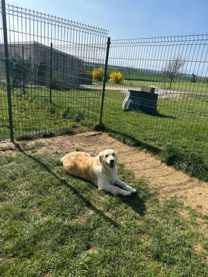 Étalon Golden Retriever - Reveuse canin des mirabelles