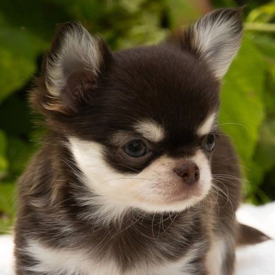 Étalon Chihuahua - You Shine Bright Of Wizards World