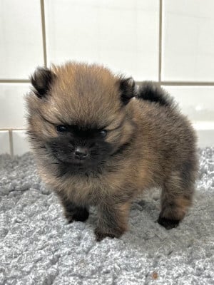 Étalon Spitz allemand - Miette de la Victoire d'Urtie