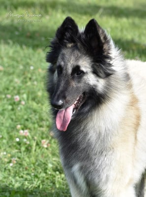 Étalon Berger Belge - Shelby Eleanor des Famonadyns