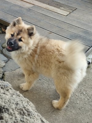 Étalon Eurasier - Akirèle lhamo Shakia de nibele