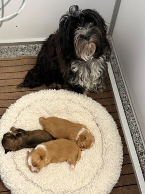 Vaiana Les terres vertes de l avesnois