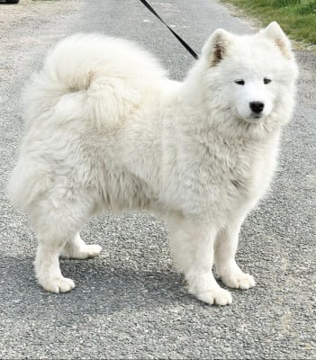 Étalon Samoyède - Self Love Shanna of Karasea