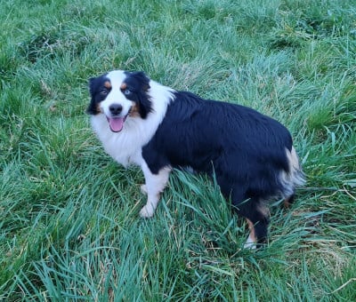 Étalon Berger Américain Miniature - Hoxakam Tchandra