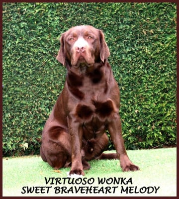 Étalon Labrador Retriever - Virtuoso Wonka Sweet Braveheart Mélody