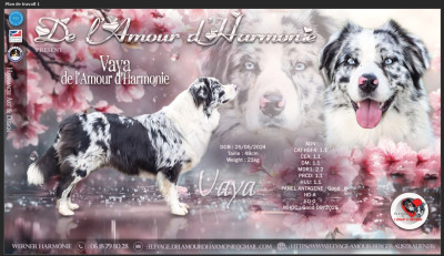 Étalon Berger Australien - Vaya De L'Amour D'Harmonie