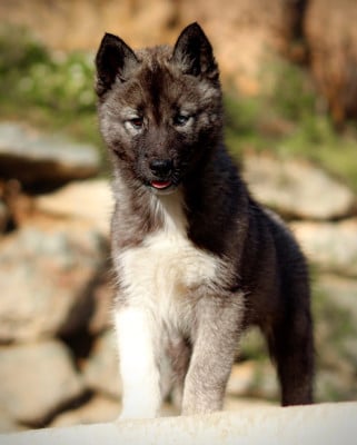 Étalon Siberian Husky - Ash dragon Lupu Di Castagniccia