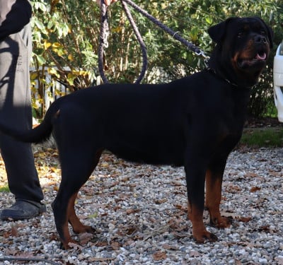 Étalon Rottweiler - U'VALKYRIE de la licorne noire