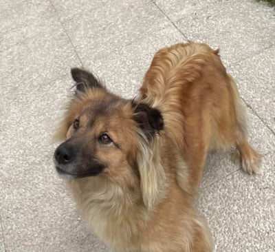 Étalon Berger des Pyrenees à face rase - T Quila Des Ours Dorés