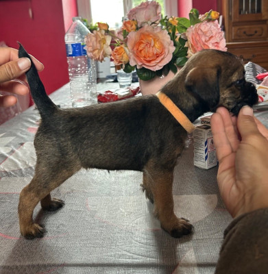 Étalon Border Terrier - Aïkie du Chemin de la Cottière