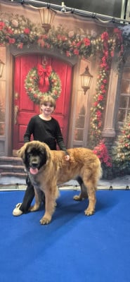 Étalon Leonberger - CH. X'hera Du Haie Des Saules