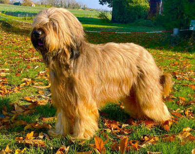 Étalon Berger de Brie - CH. Nolhann néon nolhann od labicka