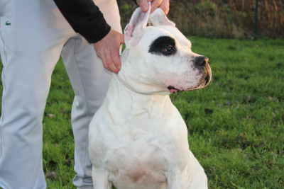 Étalon Dogo Argentino - Priska del Camino Del Oro Blanco