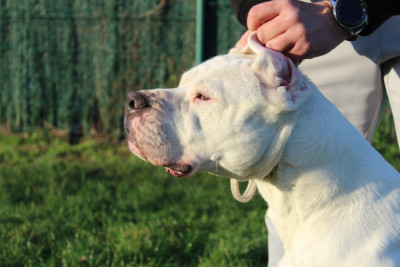 Étalon Dogo Argentino - CH. Urkane del Camino Del Oro Blanco