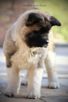Étalon Akita americain - Agatha I Believe Aken Flam