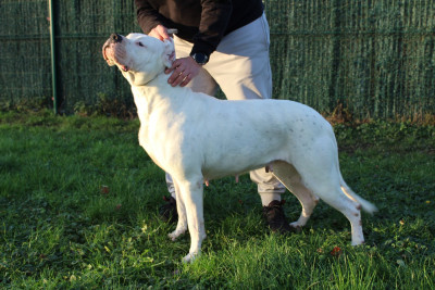 Étalon Dogo Argentino - CH. Thena del Camino Del Oro Blanco