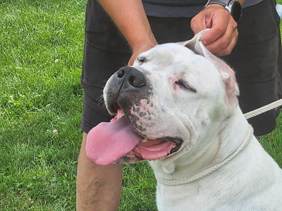 Étalon Dogo Argentino - Spartakus zlota troja