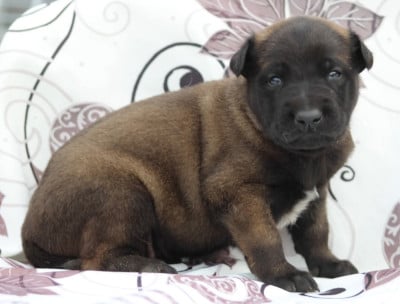 Étalon Berger Belge - Aary Potter De L'Odyssée D'Hèra