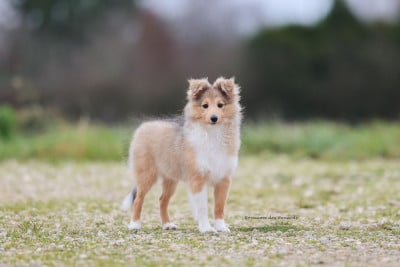Étalon Shetland Sheepdog - "Astrid" A star is born ko-to-ra