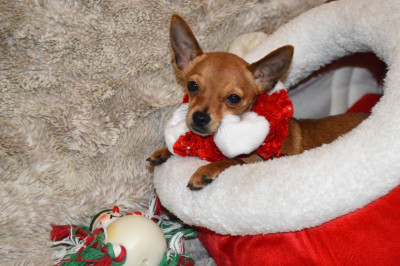 Étalon Russkiy Toy (Petit Chien Russe) - Vvhisky By Bidule