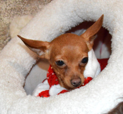 Étalon Russkiy Toy (Petit Chien Russe) - Vodka By Bidule