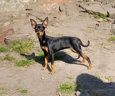 Étalon Russkiy Toy (Petit Chien Russe) - Vyouga-siberia au Royaume D'ultra