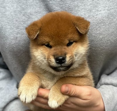 Étalon Shiba - Arufasei Genjiboshi de la Nouvelle Aube