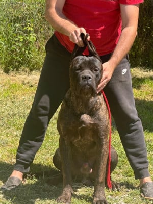 Étalon Cane Corso - Otto Vittoria Di Zara