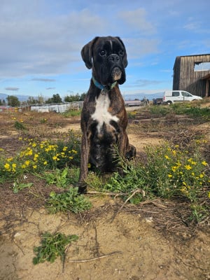 Étalon Boxer - Valmanya Du Soleil De L'aurion