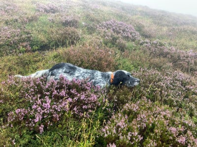 Étalon Setter Anglais - Sya du moulin de la Gaou