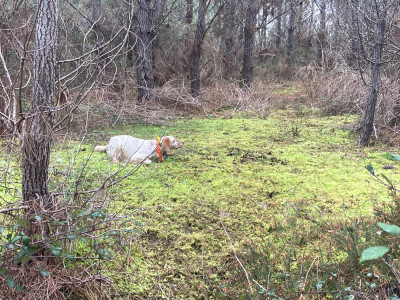 Étalon Setter Anglais - Orphée du moulin de la Gaou