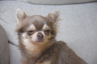 Étalon Chihuahua - reverentia Du Royaume D'odin