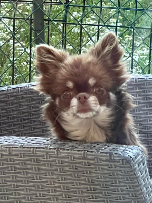 Étalon Chihuahua - Rama Du Royaume D'odin