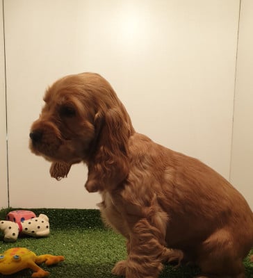 Étalon Cocker Spaniel Anglais - alors quoi du domaine de Std Gladyce
