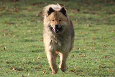 Étalon Eurasier - Volks Wezen Du Domaine D'Alvheim