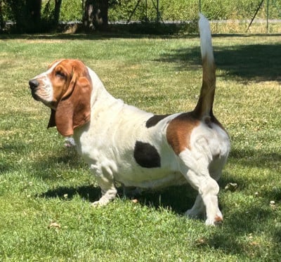 Étalon Basset Hound - UNE PAULETTE Des Treize Petites Fontaines