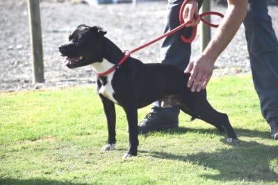 Étalon Staffordshire Bull Terrier - CH. Ready to go solo Of Brindle Wood